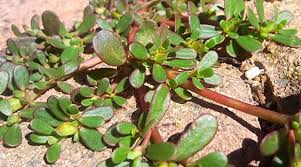 He is best knownas a notorious character whospeaks with harsh words andhas been a cruel priest duringhis stay in the town.padre dámaso 10. Quelite Verdolagas Purslane Masa Americana