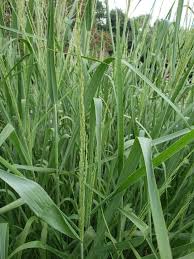 Image result for Panicum