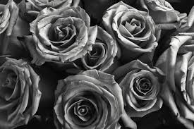 By sheba (toronto, ontario, canada). Flowers In Black And White Redzenradish Photography