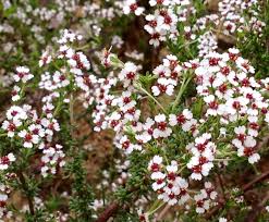 Image result for Eriospermum roseum