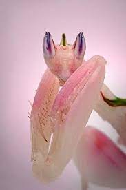 Orchid Praying Mantise Praying Mantis Orchid Mantis Albino Animals