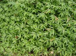 Image result for Oplismenus