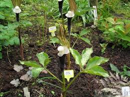 Image result for Arisaema