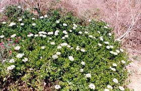Image result for Osteospermum ecklonis