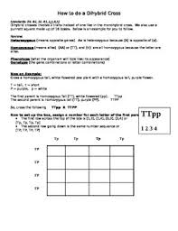 Digestion worksheet answer key,discovering geometry. Dihybrid Cross Worksheet Teachers Pay Teachers