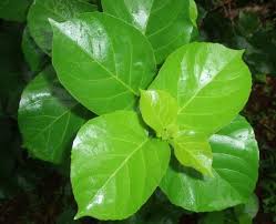 Image result for Premna serratifolia