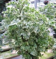 The plants are adapted to low light and hence are excellent indoor plants where light is a limiting factor. Nelesa Gardening Live Variegated Aralia Indoor Plant Plant Best Price In India Nelesa Gardening Live Variegated Aralia Indoor Plant Plant Compare Price List From Nelesa Gardening Plants Saplings 25492148 Buyhatke