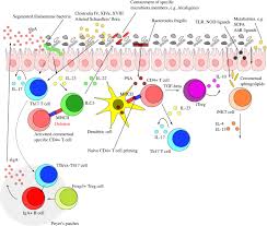Interaction Between Microbiota And Immunity In Health And Disease Cell Research