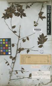 Image result for Harrisonia