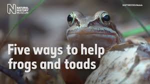 Frogs are social creatures that live in groups. Ways To Help Frogs And Toads Natural History Museum