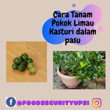 Pokok limau kasturi ini memang banyak kegunaannya, baik untuk masakan atau minuman. Selamat Tengah Hari Semua Buat Apa Food Security Upsi Facebook