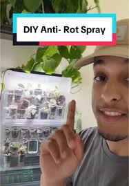 How to Save An Alocasia Plant from Root Rot