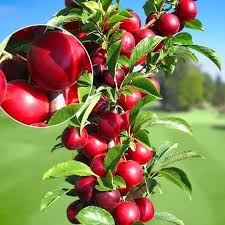 Image result for prunus domestica renkloda althana