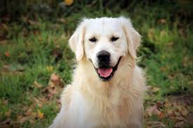 Our passion for our breed and the health of our puppies are the english golden is such an amazing breed. Reserve Your Golden Retriever Puppy From Windy Knoll Golden Retriever Puppies