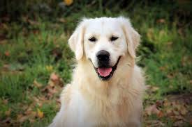 1 year 8 months old. Reserve Your Golden Retriever Puppy From Windy Knoll Golden Retriever Puppies