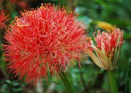 Image result for Scadoxus cinnabarinus