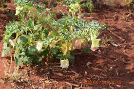 Image result for Holubia