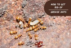 With spring finally in full swing i have begun i have talked before about natural pest control but today i am going to focus specifically on getting rid of ants. How To Get Rid Of Grease Ants A Complete Guide Pest Samurai
