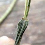 Image result for Dichanthium aristatum