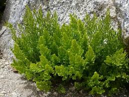 Image result for Pteridaceae