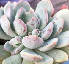 These are found more often in avid succulent gardeners' collections, and many times in crafts and passed around in swaps, as they are easy to propagate and grow. Graptoveria Moonglow X Exotica A K A S Is For Succulents Facebook