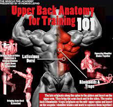 Within this group of back muscles you will find the latissimus dorsi, the these muscles collectively work to help movements of the vertebral column and to also control posture. Upper Back Anatomy For Training Photo Guide