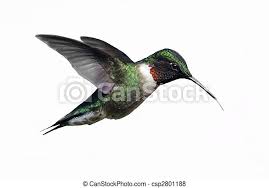 It is considered as the only breeding hummingbird in the eastern north america. Isolated Male Ruby Throated Hummingbird Archilochus Colubris Male Ruby Throated Hummingbird Archilochus Colubris In Canstock