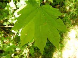 Some varieties recommended by wsu extension for the maritime climate of western washington are shiro, methley, early laxton, mirabelle, and stanley. Pacific Northwest Trees