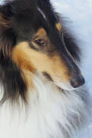 Pin By Oscar Gll On Collies Rough Collie Puppy Rough Collie Collie Puppies