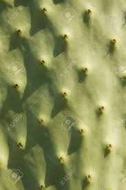 Know where things are to get affected if. Cactus Pattern A Macro View Of The Skin Of A Paw Paw Cactus Stock Photo Picture And Royalty Free Image Image 1961948