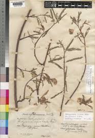 Image result for Aeschynomene cristata