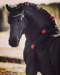 follow horse 1m ي داهمني الحنين إليك ماذا أقول له وقد شابت لغاتي فمن أشكو فؤادك أم فؤادي وما أبكي حياتك أ friesian horse horses show horses