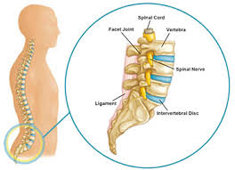 There are 33 vertebrae in total; Lumbar Spinal Stenosis Singapore Spine Center Singapore