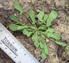 Foraging Texas Sheep Sorrel Sorrel Plant Healthy Flowers Wild Edibles