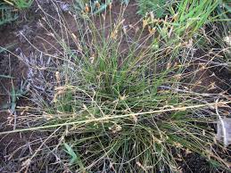 Image result for Bulbostylis densa