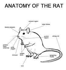 Diagram Of Rat Google Search Funny Rats Pet Rats Rats