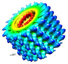 The genus marburgvirus is the taxonomic home of marburg marburgvirus, whose members are the two known. Marburg Virus Wikiwand