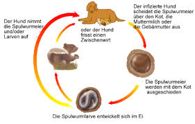 Spulwurmer Bei Hunde Lassen Sie Den Kot Untersuchen
