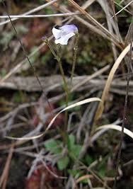 Image result for Craterostigma nummulariifolium