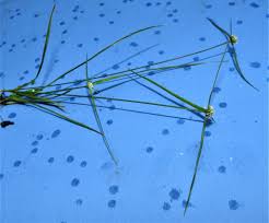 Image result for Cyperus obtusiflorus