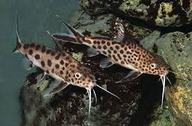 Synodontis Catfish African Companion Fish For Your Cichlid