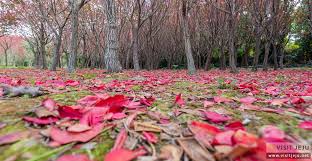 Sebelum membeli tiket flight, mesti buat kajian sedikit musim apa yang kita ingin pergi, jangan terus beli tiket bila ada promosi. Beautiful Autumn Tourist Spots Pampas Grass Autumn Leaves And A Crisp Jeju Breeze