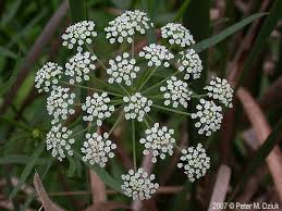 Image result for Sium repandum