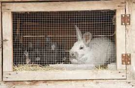 Again, you won't earn a fortune, but you will. Https Www Grit Com Animals Raising Rabbits For Profit Zkrz12zreg
