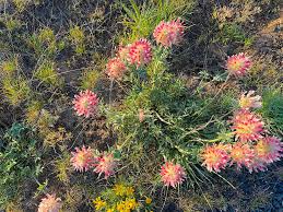 Image result for Trifolium masaiense
