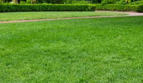 Enlever La Mousse Du Gazon Gazon Pelouse Verte Anti Mousse Gazon