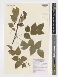 Image result for Phyllanthus polyanthus