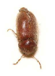 Category Stegobium Paniceum Wikimedia Commons