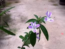 Image result for Barleria holubii