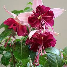 Risultati immagini per Naturaleza perfecta. Fuchsia.